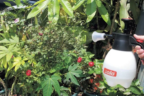Vista 4 de Solo 418-2L, pulverizador a presión de 2 litros para usar con una sola mano