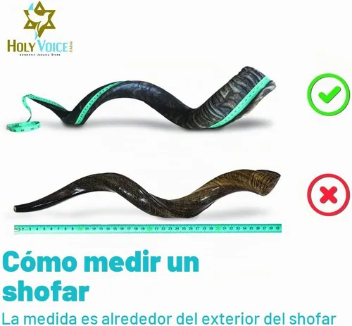 Vista 2 de Cuerno Shofar Kudu Kosher de Israel de 20"-24" – Instrumento Musical Judío Antiguo Kudu Shofar Tradicional Medio Pulido Holy Voice de Fácil Soplado