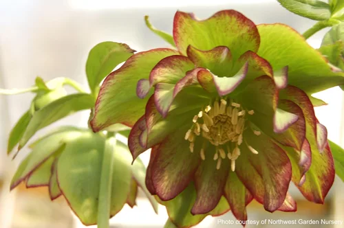 Vista 8 de Perennial Farm Marketplace Helleborus x W.J. 'Golden Lotus' (rosa lentense) perenne, 1 cuarto de galón, flores amarillas