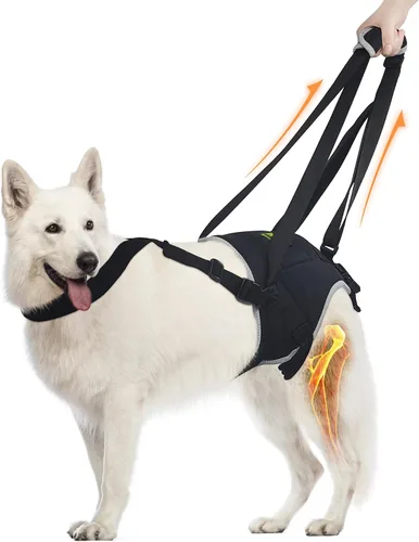Vista 14 de Codera para perros gigantes, soporte para hombros y articulaciones para adultos mayores Diseñado para razas gigantes que necesitan apoyo adicional