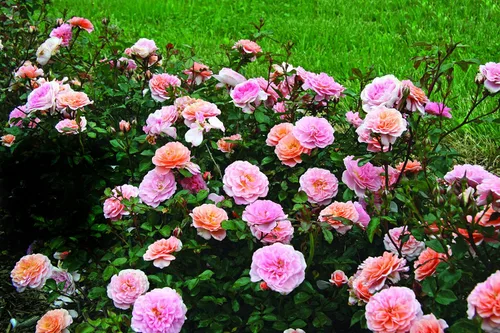 Vista 5 de Drift Roses - Rosa Apricot Drift (Rosa), flores de albaricoque dobles, #2 - Contenedor