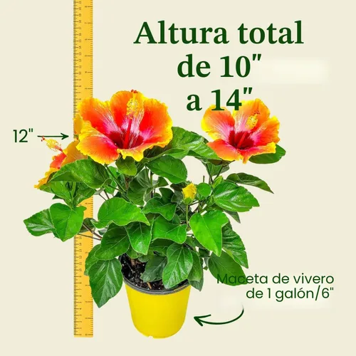 Vista 3 de Arbusto de Hibisco Fiesta - Planta Floreciente de Hibisco Viva - Planta de Flor Tropical - Maceta de 1 Galón - Altura Total de 10" a 14" - Plantas