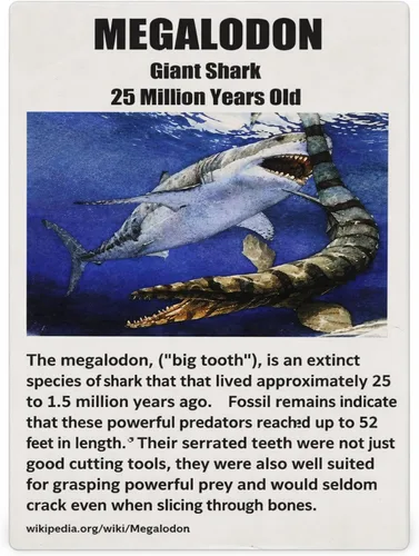 Vista 2 de Auténtico diente de tiburón Megalodon (Carcharodon megalodon)