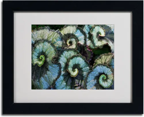 Vista 2 de Trademark Fine Art Escargot Begonia - Arte enmarcado mate por Kurt Shaffer en marco negro, 11 x 14 pulgadas