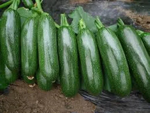 Vista 2 de Calabaza, semillas largas de color verde oscuro, reliquia, 20 semillas, sin OMG