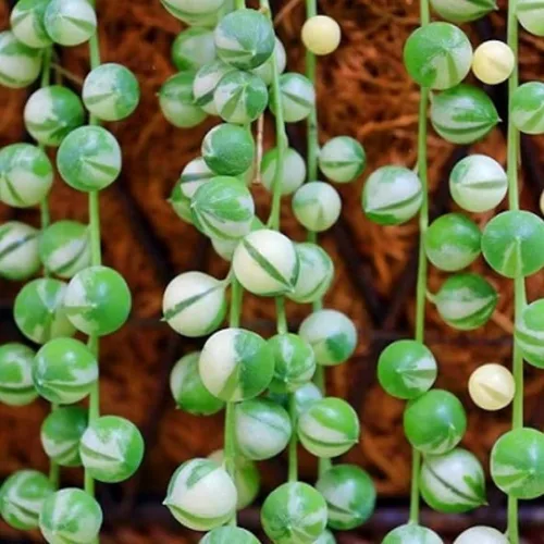 Vista 6 de Cadena de perlas abigarradas planta viva, enredadera suculenta arrastrada, planta de interior viva rara en maceta