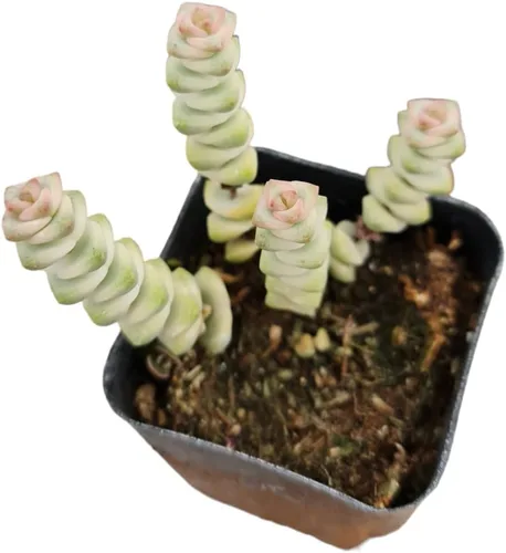 Vista 2 de Plantas vivas de crassula para decoración del hogar (collar de bebé de 2 pulgadas abigarrado)