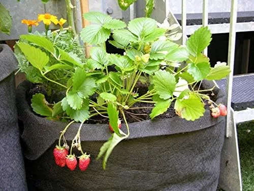 Vista 4 de Contenedor Smart Pots con laterales suaves y asas, Bronceado
