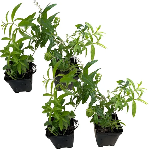 Vista 18 de Hierba aromática y comestible viva, lavanda (4 por paquete), potenciador natural del sueño, 6 pulgadas de alto por 4 pulgadas de ancho en 1 pinta