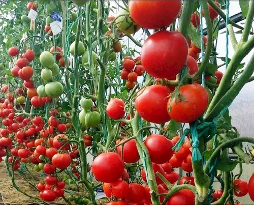 Vista 2 de Semillas Cherry Tomate Sugar Lump Gardener's Delight Vegetal reliquia para plantar sin OMG