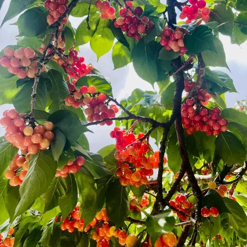 Vista 5 de 30 semillas de cerezo – Prunus Avium – Semillas de plantas ornamentales sin OMG para jardín al aire libre