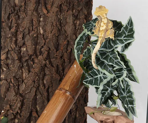 Vista 5 de Plantas de Reptiles para Terrario, Decoración de Hábitat de Anfibios Plantas Colgantes Artificiales con Ventosa - Alocasia Terciopelo Negro Falsa