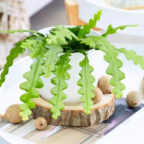 Vista 2 de Fishbone Cactus Plant Live, Epiphyllum Cactus Live Suculent, en maceta de 4 pulgadas