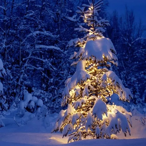 Vista 8 de FUNPENY - 50 luces LED de Navidad de 16 pies, tira de luces con 8 modos, luces impermeables para árbol en interiores y exteriores, patio, jardín