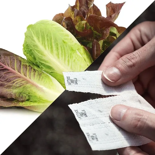 Vista 9 de Park Seed Sembrar Effortless Collection Cinta de semillas – col rizada mágica negra, 15 pies – fácil de plantar tú mismo, col rizada gourmet
