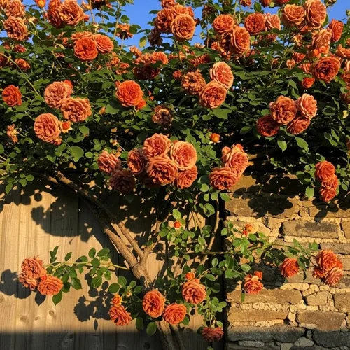 Vista 5 de Semillas de rosas trepadoras para plantar, más de 300 semillas de flores trepadoras, rosas y rosas trepadoras