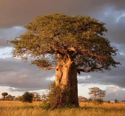 Vista 2 de Más de 10 semillas de baobab africano Árbol de la vida de Adansonia Digitata Rare