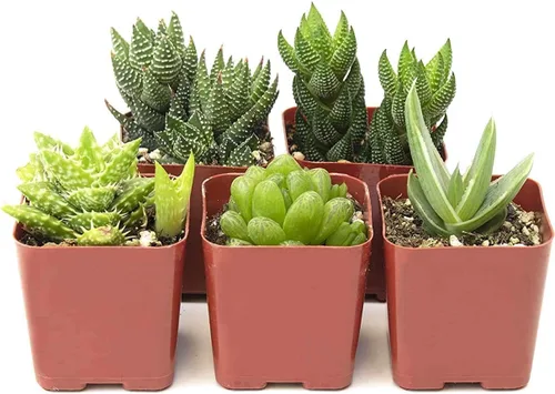 Vista 8 de Compra Suculentas Colección Can't Touch This Surtido de plantas de cactus de interior vivas, seleccionadas a mano, completamente arraigadas