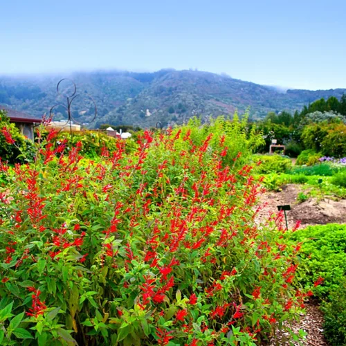 Vista 5 de 2 plantas vivas de salvia vibrante, plantas de salvia perennes fragantes vivas para plantación de primavera, plantación de verano, de 5 a 10