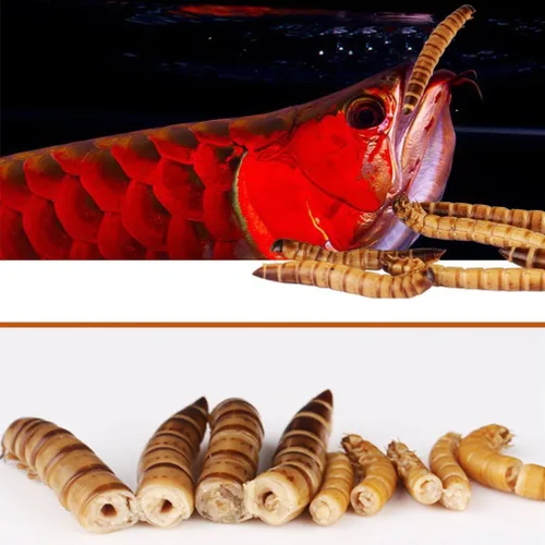 Vista 3 de Gusanos de harina de tortuga con alto contenido de proteínas, 9.88 oz de gusanos de harina secos frescos a granel, golosinas para reptiles