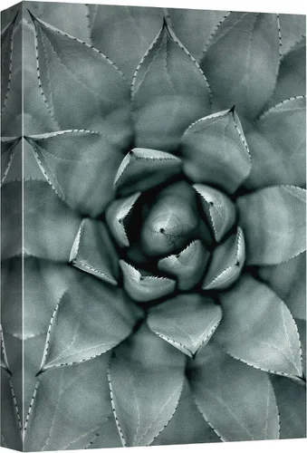 Vista 18 de wall26 Lienzo impreso para pared, diseño de rosa del desierto, suculentas, naturaleza, desierto, fotografía, realismo, floral, botánico, suroeste