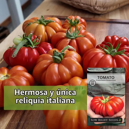 Vista 3 de Sow Right Seeds - Semilla de tomate genovesa Costoluto para plantar verduras Plante reliquia única indeterminada sin OMG en un huerto doméstico al