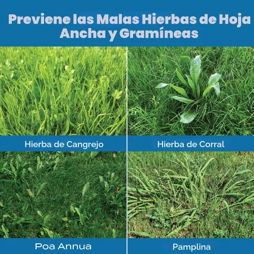 Vista 4 de Scotts Turf Builder fertilizante para césped - Con repelente para crabgrass HALTS Herbicida pre-emergente, fertilizante para césped, cubre 5,000