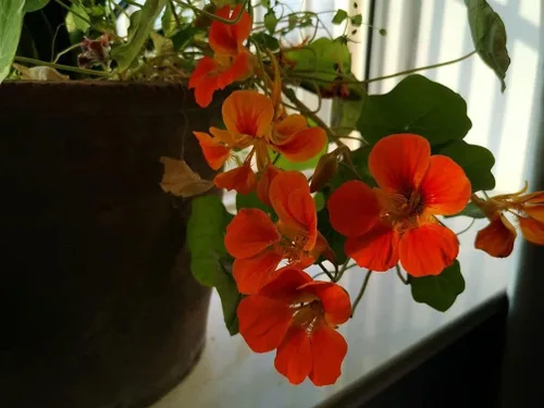 Vista 2 de 20 piezas de semillas de flores de capuchina mixtas hermosa flor bonsái decoración