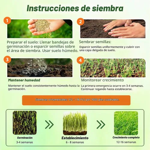 Vista 5 de Outsidepride Semilla de hierba azul grande de andropogon perenne, 1 libra, temporada cálida, resistente a la sequía, semillas de hierba de pradera