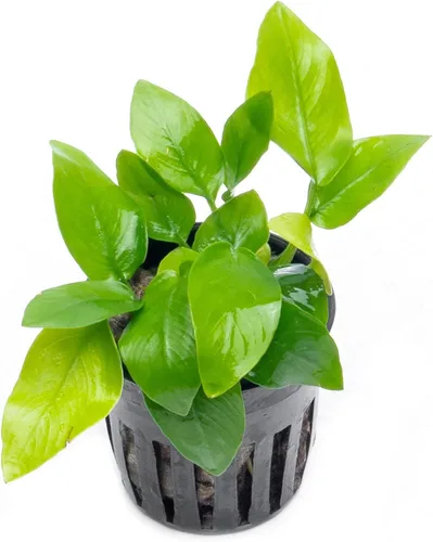 Vista 69 de SubstrateSource Plantas vivas – Anubias Hastifolia (Anubias hastifolia) – Luz baja a moderada, hojas en forma de flecha de color verde medio a