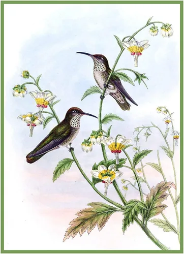 Vista 23 de Canguros australianos John Gould Counted Patrón de punto de cruz