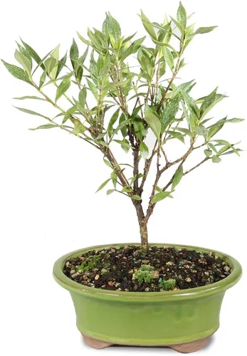 Vista 9 de Brussel's Bonsai - Árbol bonsái para interiores, Olla de cerámica, M Live Ficus Bonsai Tree, Indoor Houseplant, Ceramic Pot, 7-Year, Easy Care