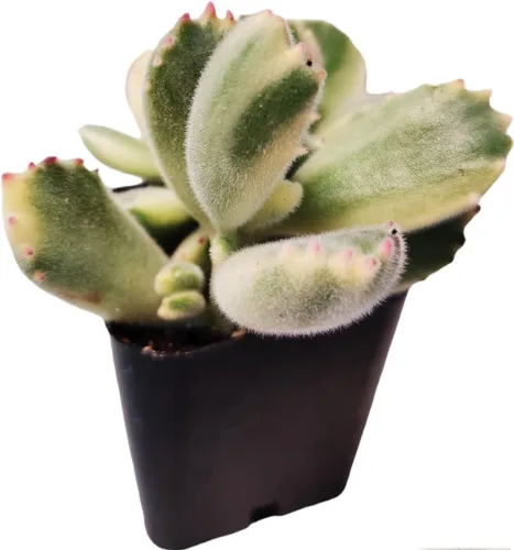 Vista 9 de Plantas suculentas vivas de USKC (Crassula de 2.5 pulgadas 'Spring time')