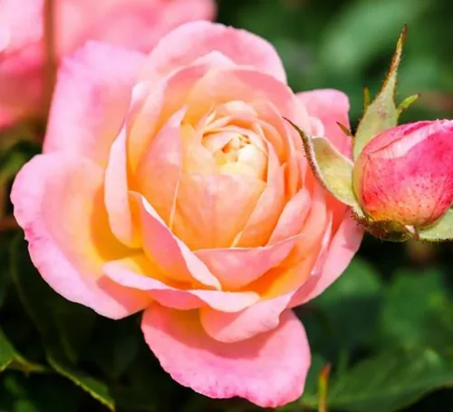 Vista 6 de 100 piezas de semillas de rosas mixtas exuberantes flores perennes arbusto rosa semillas de flores reliquia