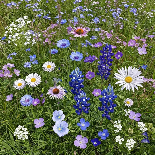 Vista 51 de Ferry Morse Mezcla para Todo Propósito Sol-Sombra a Granel Semillas de Flores Silvestres, 1 lb