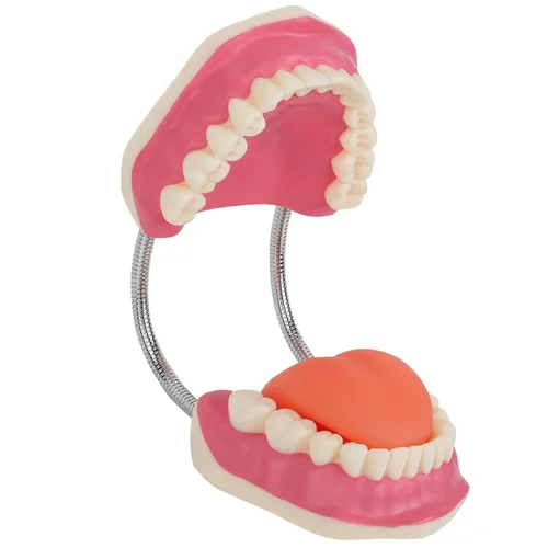 Vista 6 de Modelo de cepillado de dientes, 3 veces ampliado con cepillo gigante modelo de dientes de cuidado bucal, muelas del juicio, kit de dentista