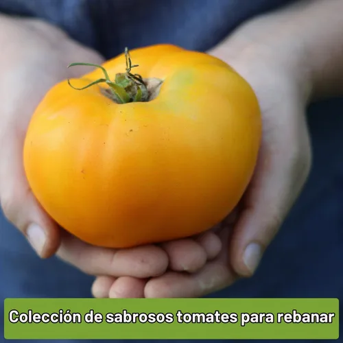Vista 3 de Sow Right Seeds - Colección de semillas de tomate estilo bistec