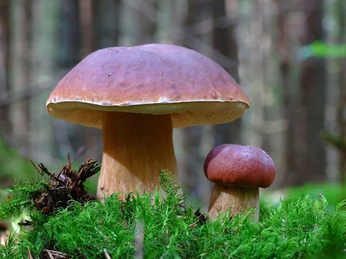 Vista 3 de Setas Porcini Esporas King Boletus Spawn Micelio Seco Semillas Secas para Plantar No OGM 100 Semillas