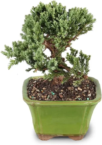 Vista 2 de Brussel's Bonsai - Árbol bonsái vivo de enebro pequeño