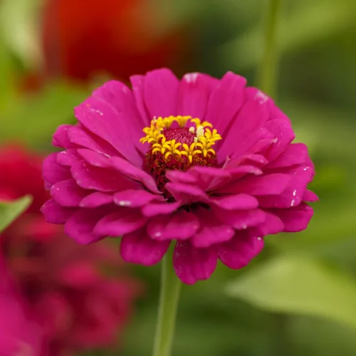 Vista 6 de Eden Brothers Zinnia Seeds - Mezcla de California Giants, semillas sin OMG para plantar, 5 libras Semillas de flores de bajo mantenimiento