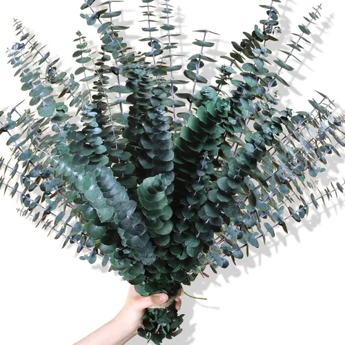 Vista 8 de 20 tallos de eucalipto seco preservado, ramas de eucalipto natural de 17 pulgadas para ducha, planta real para relleno de jarrón, arreglo de flores