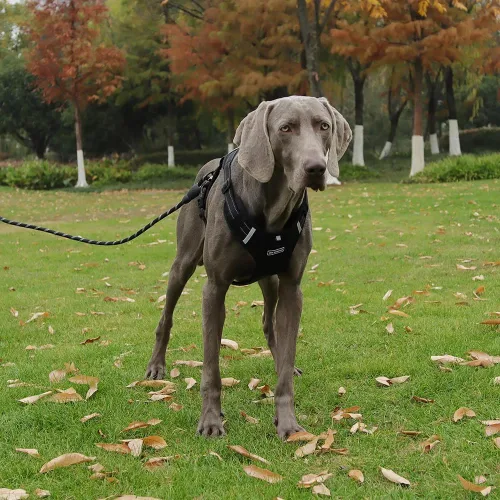 Vista 4 de Arnés para perro ajustable reflectante sin tirones, para perros medianos y grandes con correa de 59.06 pulgadas (negro, XS)