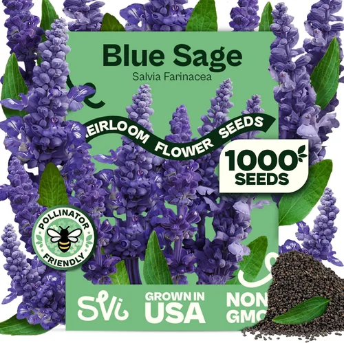 Vista 10 de Queen Anne 's Lace- 200 semillas – 50% de descuento venta
