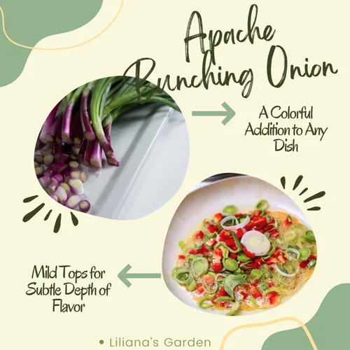 Vista 6 de Semillas de cebolla roja en racimo "Apache" - también conocido como cebolleta roja o cebolla para ensalada Semillas de reliquia de Liliana's