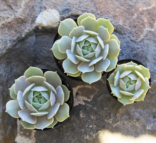 Vista 5 de Altman Plants, Echeveria Suculents - Plantas vivas (12 unidades), plantas suculentas vivas, plantas de interior vivas, plantas suculentas, plantas