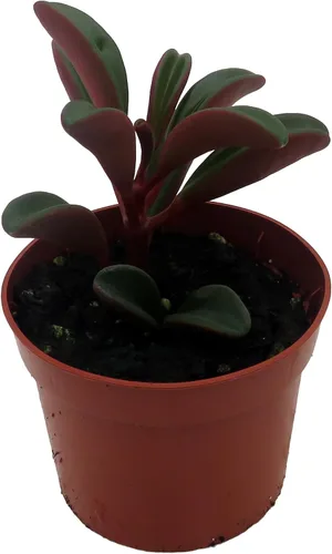 Vista 2 de Ruby Glow Peperomia Plant - Peperomia graveolens - Maceta de 2.5 pulgadas - Fácil de cultivar!