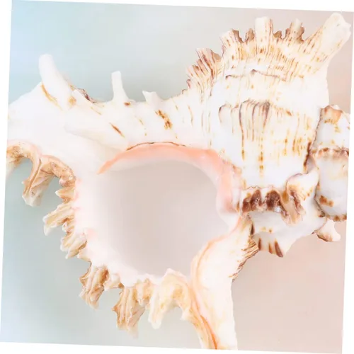 Vista 2 de FOMIYES Conch Ornament for Aquarium Natural Landscape Accessory 10-11cm Fish Tank Decoration Shell Ornament