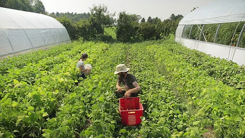 Vista 4 de The Market Gardener's Toolkit