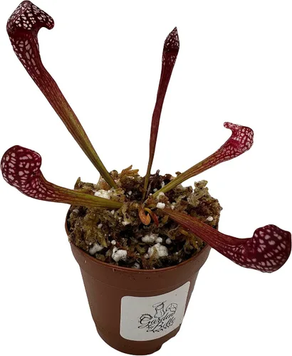 Vista 3 de Planta de jarra carnívora Sarracenia 'Scarlet Belle