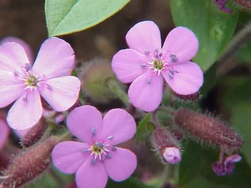 Vista 7 de 500 Semillas de flores de Saponaria Ocymoides Pink Rock